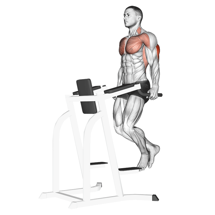 Dips exercise animation