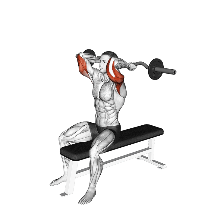 EZ-Bar Seated Triceps Extension exercise animation