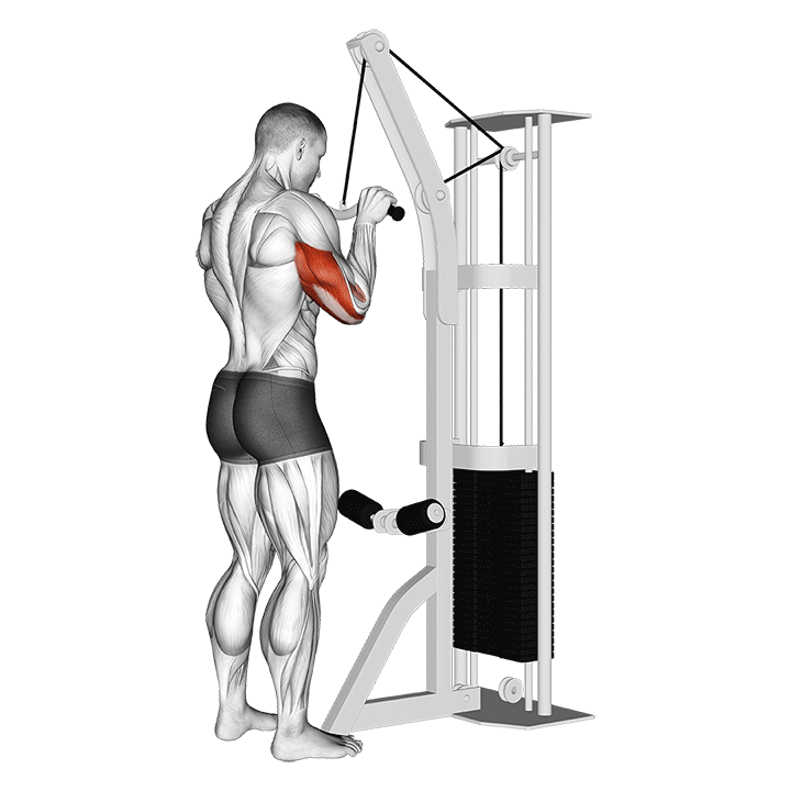 EZ-Bar Tricep Pushdown exercise animation