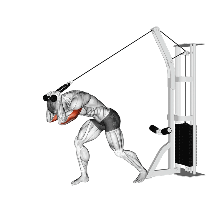 High Pulley Overhead Triceps Extension exercise animation