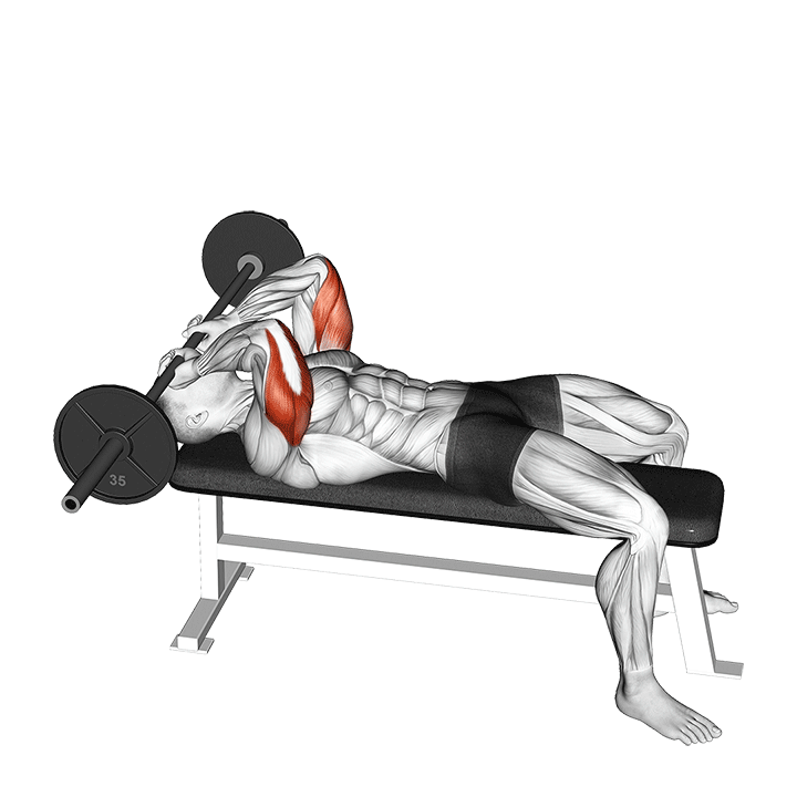 Lying Barbell Triceps Extension (Skullcrusher) exercise animation