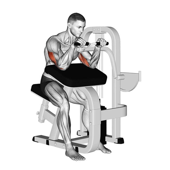 Machine Triceps Extension exercise animation