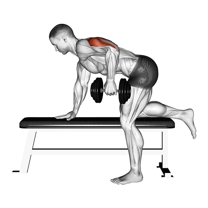 One-Arm Dumbbell Seated Kickback exercise animation