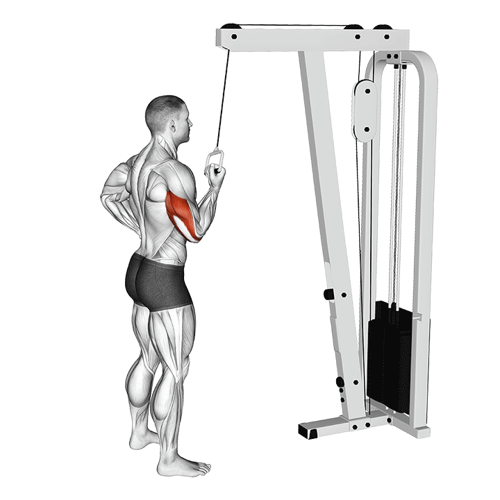 One-Arm Reverse Grip Triceps Cable Pushdown exercise animation