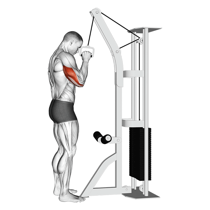 One-Arm Triceps Cable Pushdown exercise animation