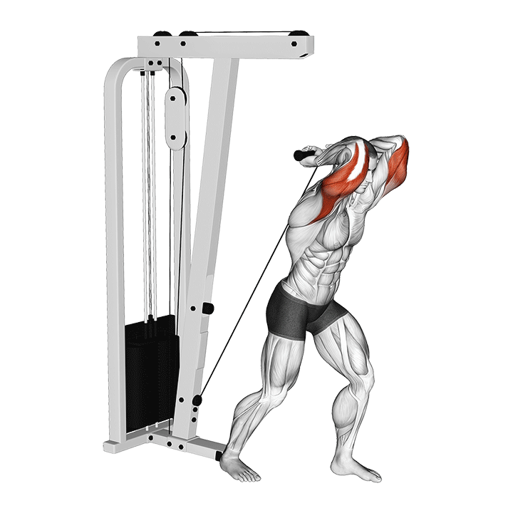 Overhead Cable Triceps Exstension (bar) exercise animation
