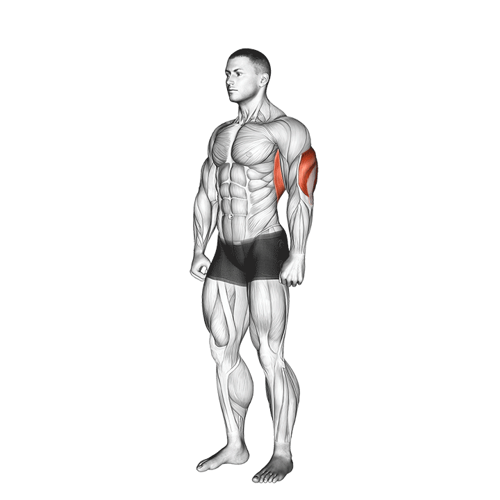 Overhead Triceps Stretch exercise animation