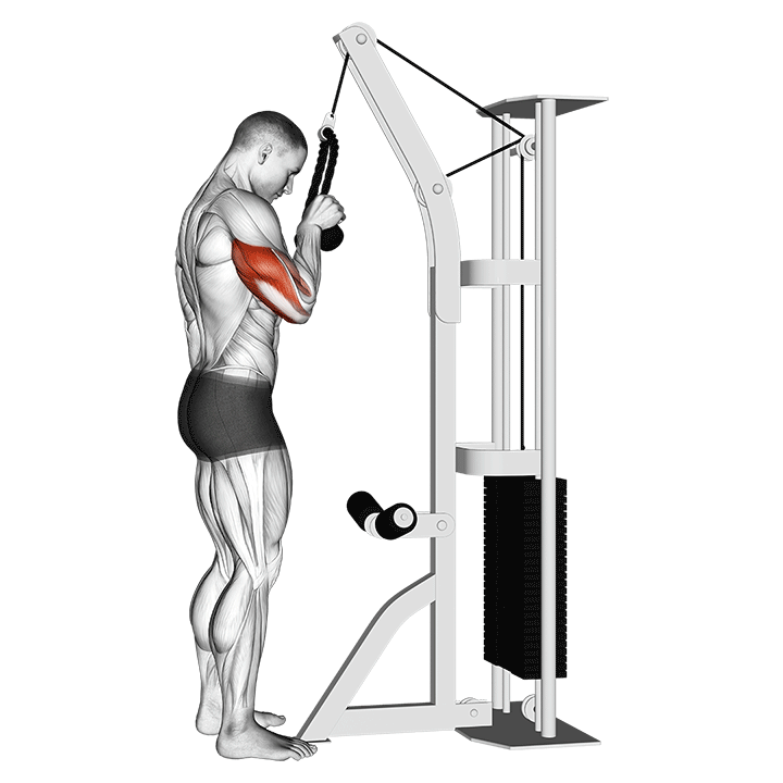 Rope Triceps Pushdown exercise animation