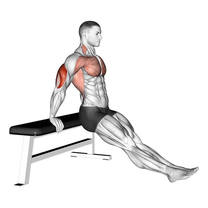 Seated Triceps Bench Dip exercise animation