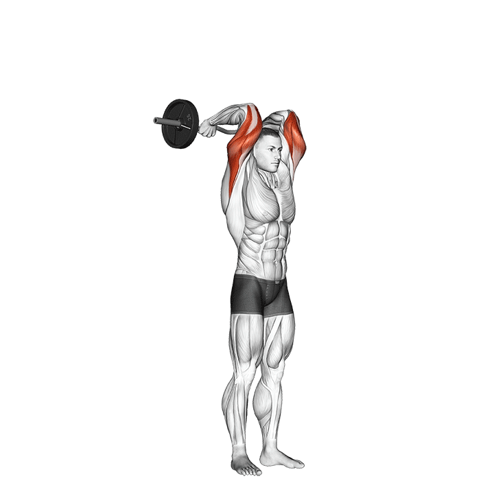 Standing Overhead Barbell Triceps Extension exercise animation