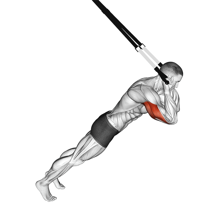 Suspension Triceps Extension exercise animation