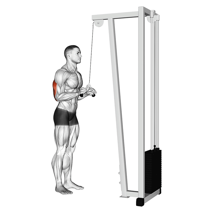 Triceps Pushdown V-Bar exercise animation