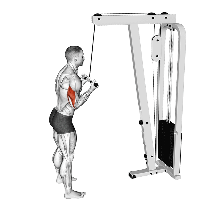Underhand Triceps Extension exercise animation