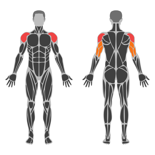 Lever Seated Hammer Grip Shoulder Press affected muscles