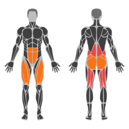 Dumbbell Romanian Deadlift affected muscles