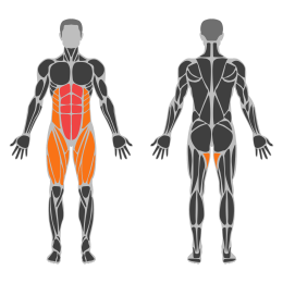 Dead Bug affected muscles