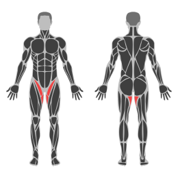 Seated Hip Adduction affected muscles