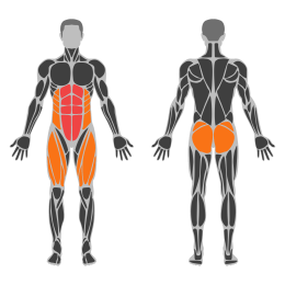 Bear Plank affected muscles