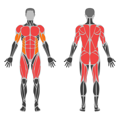Full Body Circuit affected muscles