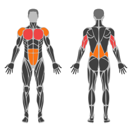 Ring Push-Up affected muscles