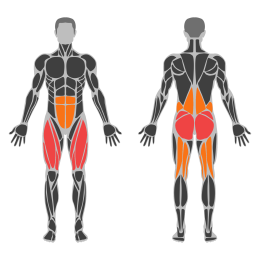 Machine Hack Squat affected muscles