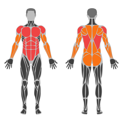 Upper Body and Core affected muscles