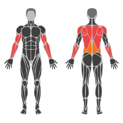 Biceps and Back affected muscles