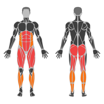 Lower Body Support affected muscles