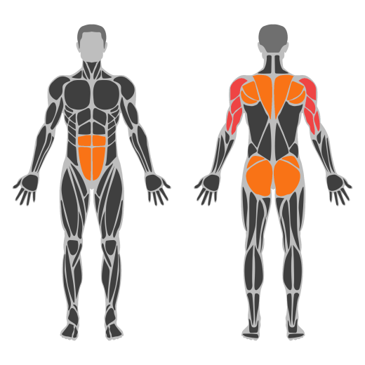 Bird Dog Plank affected muscles
