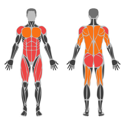 Full Body Strength affected muscles