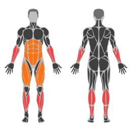 Dumbbell Farmer Carry affected muscles