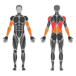 Cable Reverse Grip Pulldown affected muscles