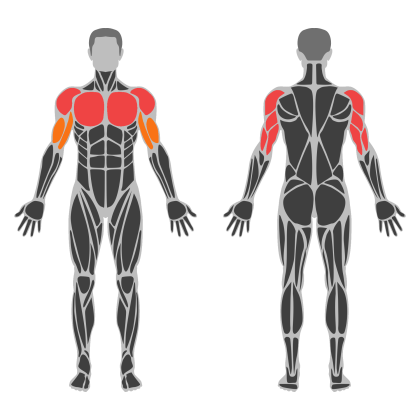 Upper Accessory affected muscles