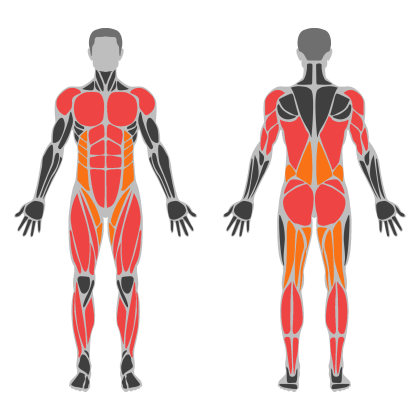 Full Body A affected muscles