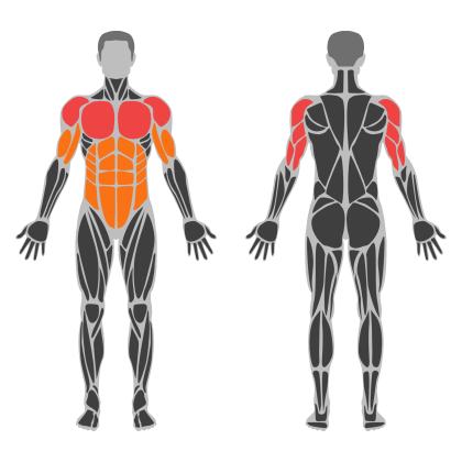 Upper Body / Push affected muscles
