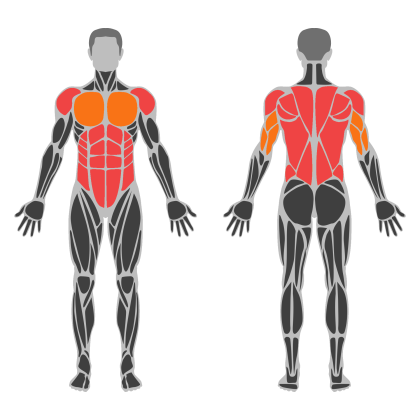 Upper Body and Core affected muscles