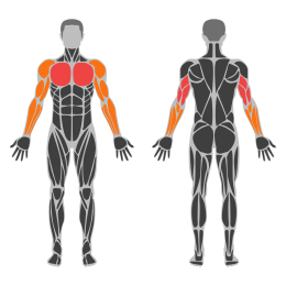 Reverse Hand Push-Up affected muscles