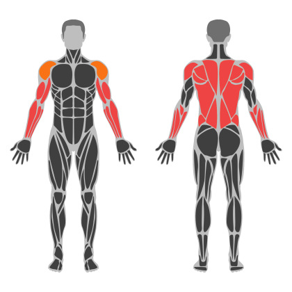 Biceps and Back affected muscles