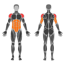 Handstand Push-Up affected muscles
