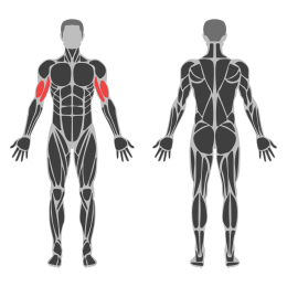 Single Dumbbell Curl affected muscles