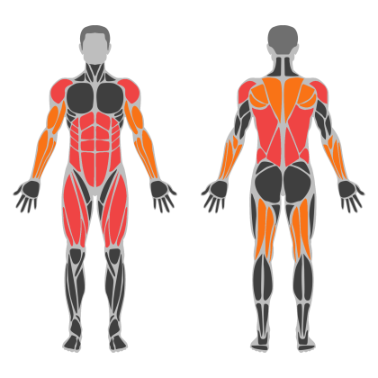Back and Legs Support affected muscles