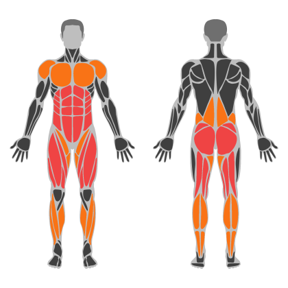 Lower Body Strength affected muscles