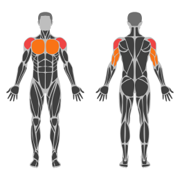 One-Arm Landmine Standing Shoulder Press affected muscles