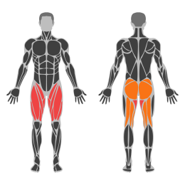 Crossack Squat affected muscles