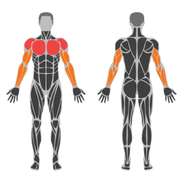Planche Dips affected muscles