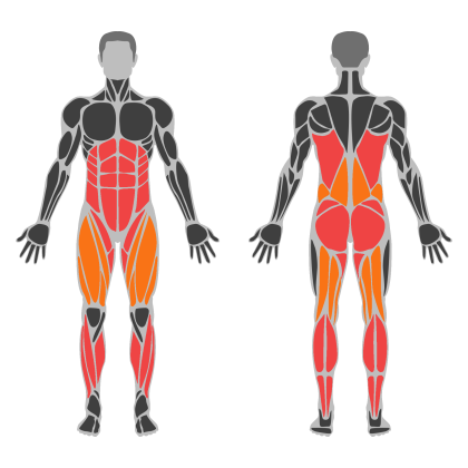 Lower Strength affected muscles