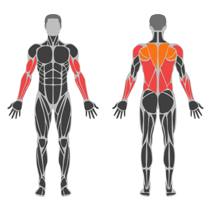 Biceps and Back affected muscles