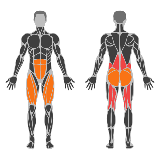 Dumbbell Romanian Deadlift affected muscles