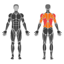 One-Arm Lat Pulldown affected muscles