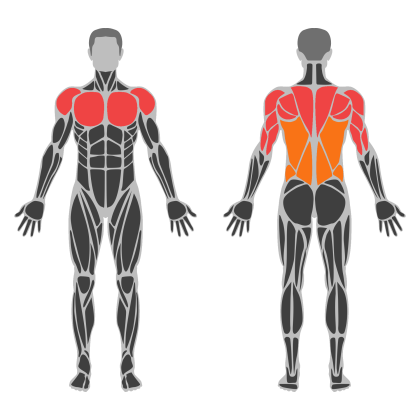Upper Body / Push affected muscles